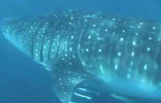 5a5c2315-65bd-4a36-8716-b17807cb4f9f