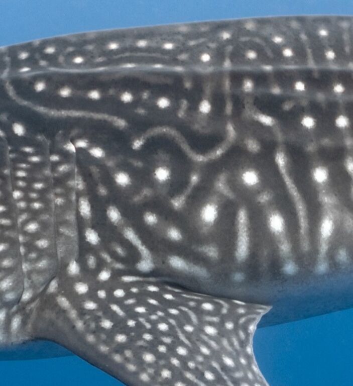 0bed9b6a-0ef1-4bf9-9170-0fee1dfab602