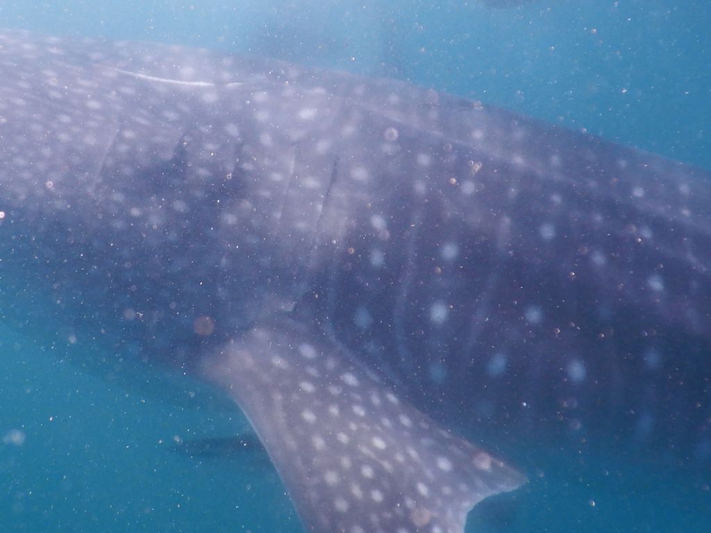 2c756e19-834e-4892-b86e-94442097dae4