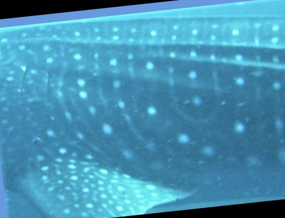 1a73bfe6-4b8c-44a4-a0c1-77f234b1596b