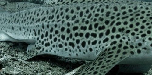 6a43b253-d824-4828-91d1-9ea1a4c5e9ea