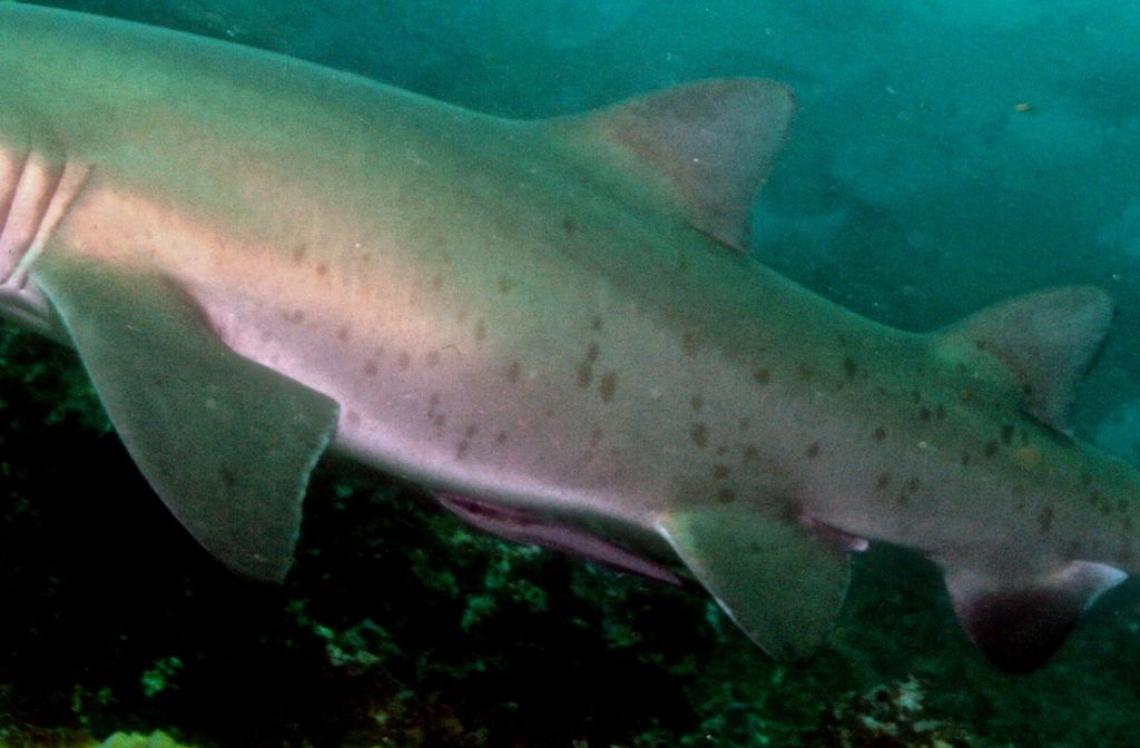 4be2a3f1-83fa-484a-8851-5a7b4d537363