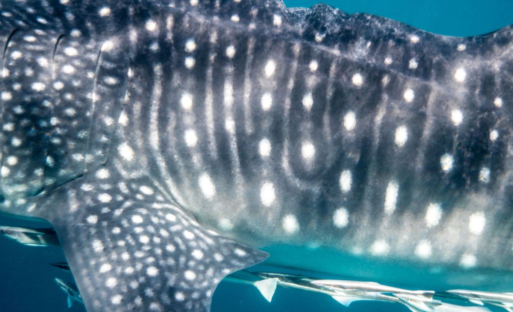 a8f2d866-e51d-4633-93b4-a021adff83b3