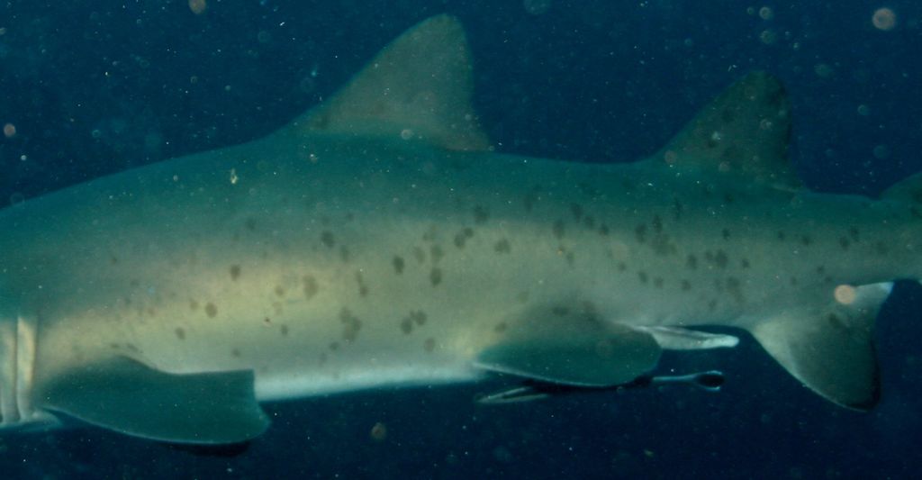 c6d18f4a-726d-4eda-855d-7944fdcec7c8