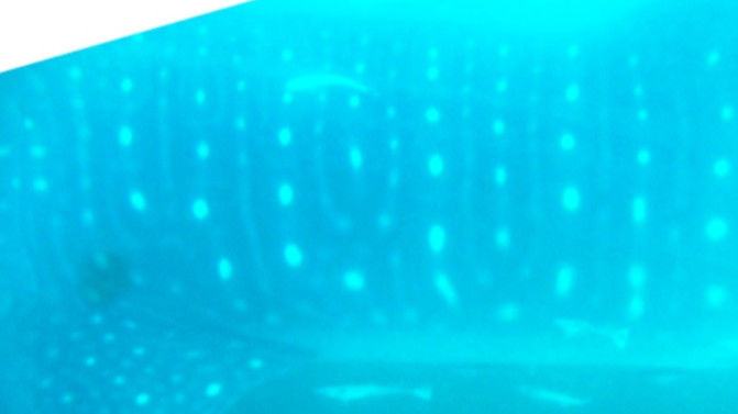 b218d69a-9926-4dbc-88ad-bf90090f3f09