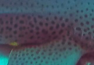 e87d4d0c-c1e6-4a02-9447-b10a9a24c808