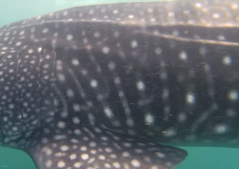 fa9365a6-3ba3-4568-aeae-5c87919e063d