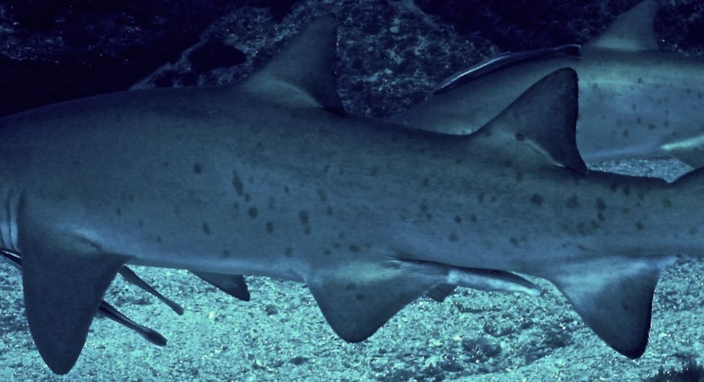 9afce2dc-b837-4b90-b535-73a15740cef6