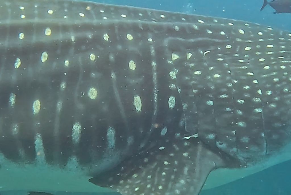 867d727e-ffc4-409b-8247-f7833a375573