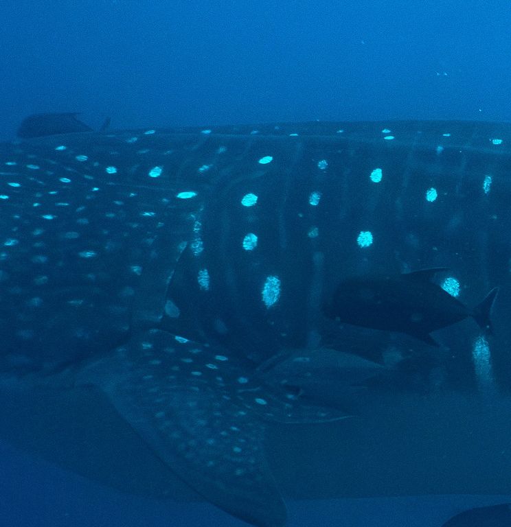 867d727e-ffc4-409b-8247-f7833a375573