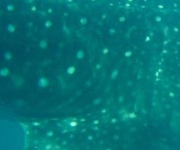 2237ae80-d191-4073-97c0-6ff50059f3a3