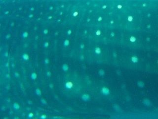 2237ae80-d191-4073-97c0-6ff50059f3a3