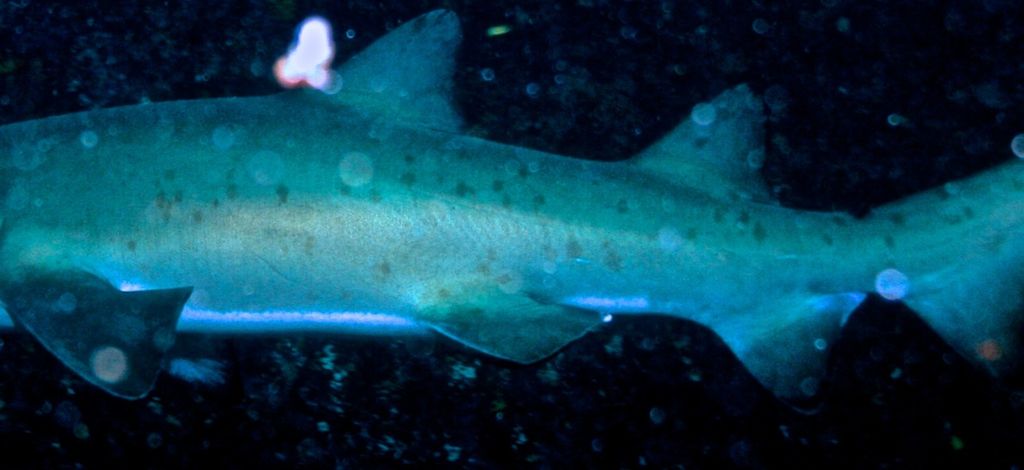 a742a963-2e39-4c0f-99a3-064c455821c2