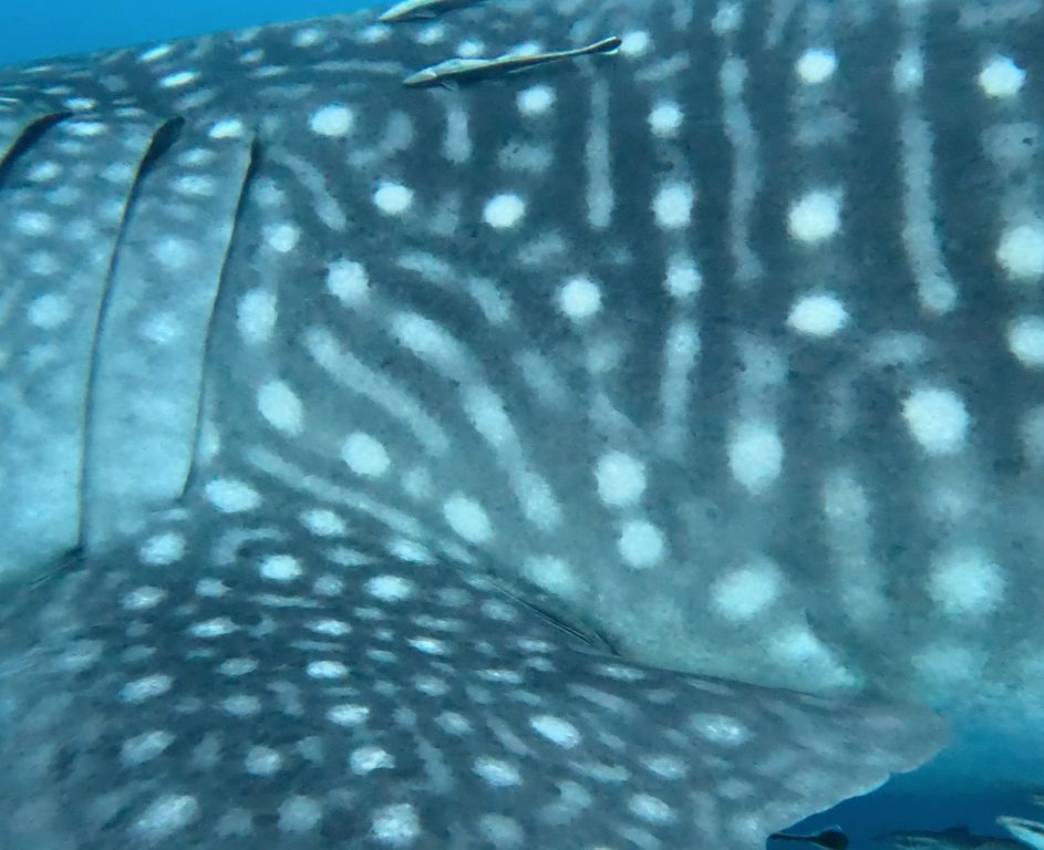 2f6af2be-0d8b-4b92-9ffc-b220eefd5e51