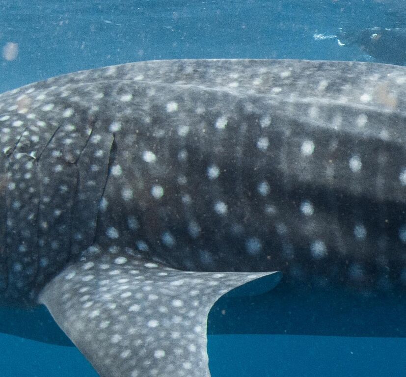 ba11638a-c3f3-4839-af5c-4b286a99f968