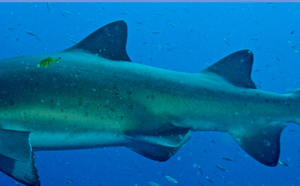 7baf7cec-8b26-4e3a-b7a4-b5b0bc28ddad