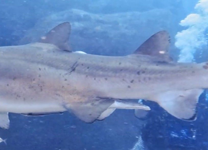 ea87c958-bf19-4fb6-85a0-f4fc19f79c6f