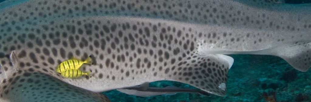 9720260f-7019-44d5-a1b6-8356feeb93c8