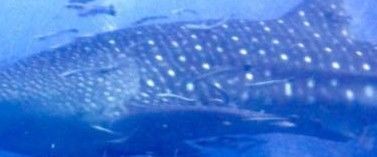 e23ebbfe-10f4-40fe-832d-eec5307ea003