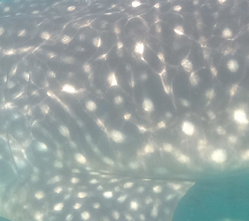 0833010f-053a-400e-a3d5-7e5a0b98ea94