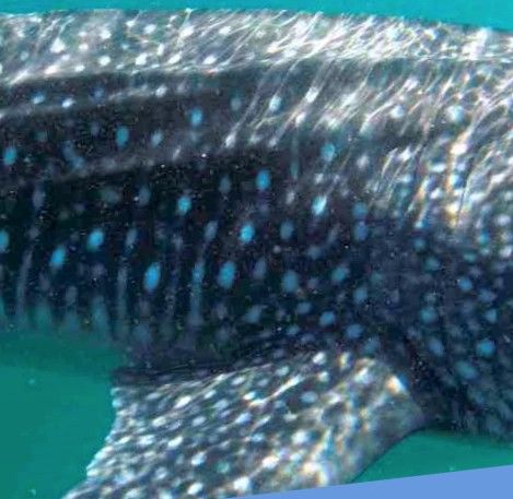 01d8d566-63da-409d-949b-e5b4d45adf03