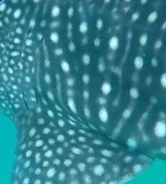 d42d699a-c6b9-4f18-8536-a099192a7fa8