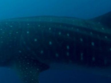 aa2a407c-0e64-4362-b943-198d81caa0b8