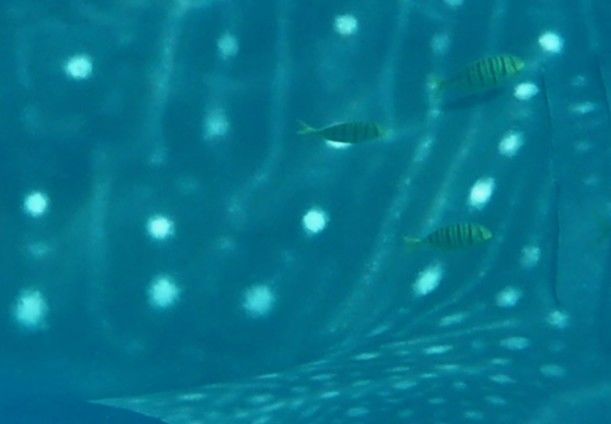 44b2458f-4b1f-4db9-9120-7fc542810025