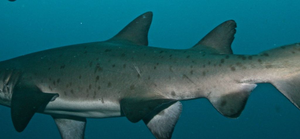 466e3f2f-b998-4f69-8987-c8b5bf930501