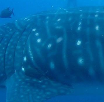 233bab25-d7a1-42a5-90c0-fbb10d6d6631