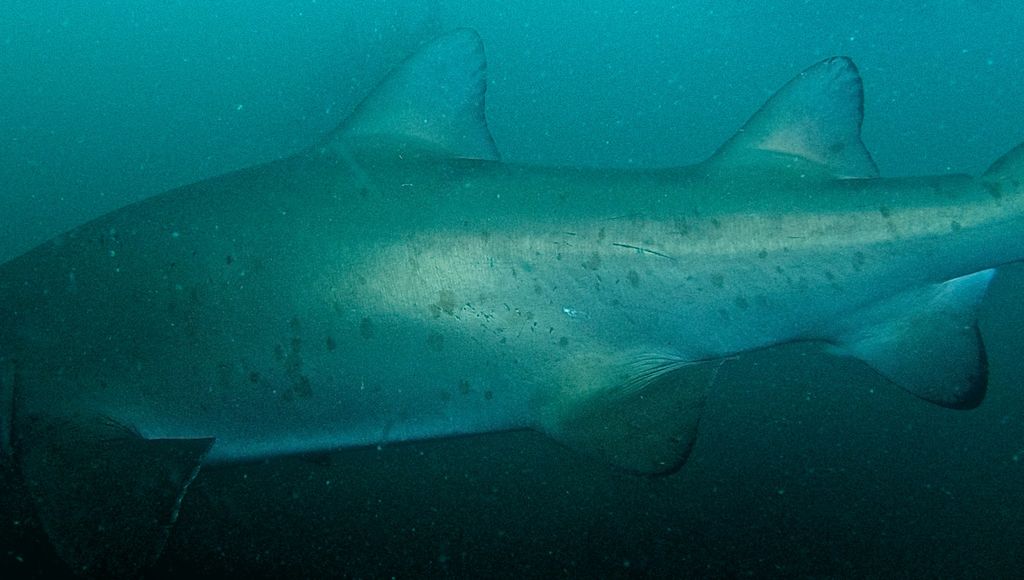 95329c18-0690-4ccb-8777-f7e293bdfee3