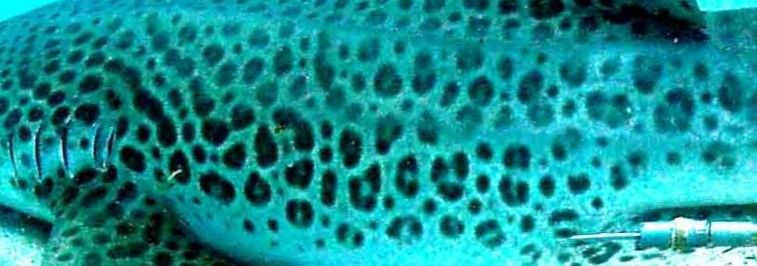 5a319259-3a83-4743-9397-35a807c2673b