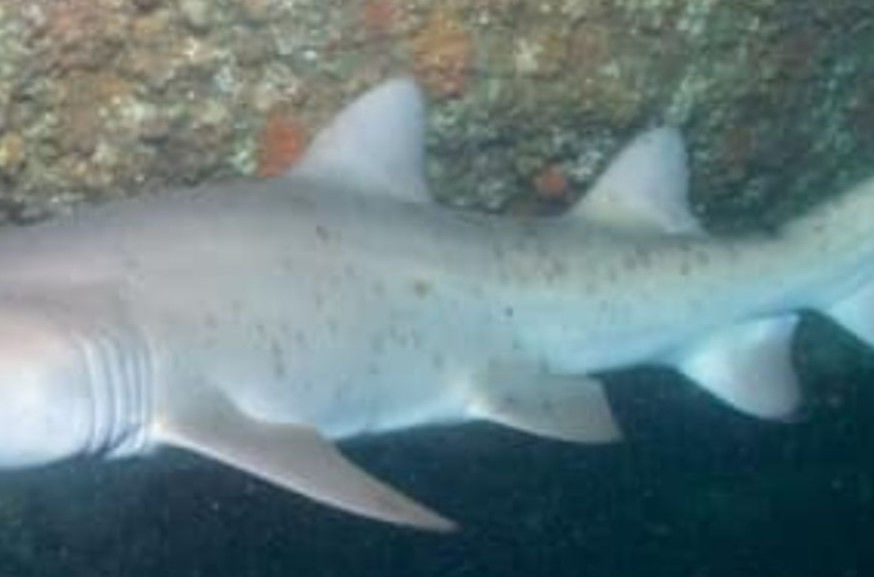 2ca42988-b073-449b-b7d4-67d61ec4f002