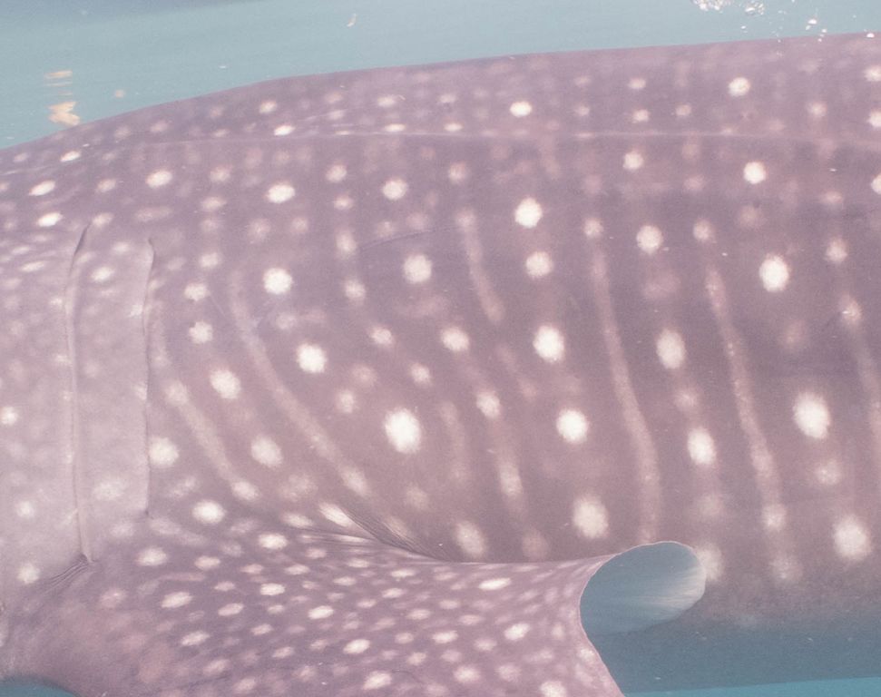 d44d475a-9b4b-4a3a-a995-b21261c41509