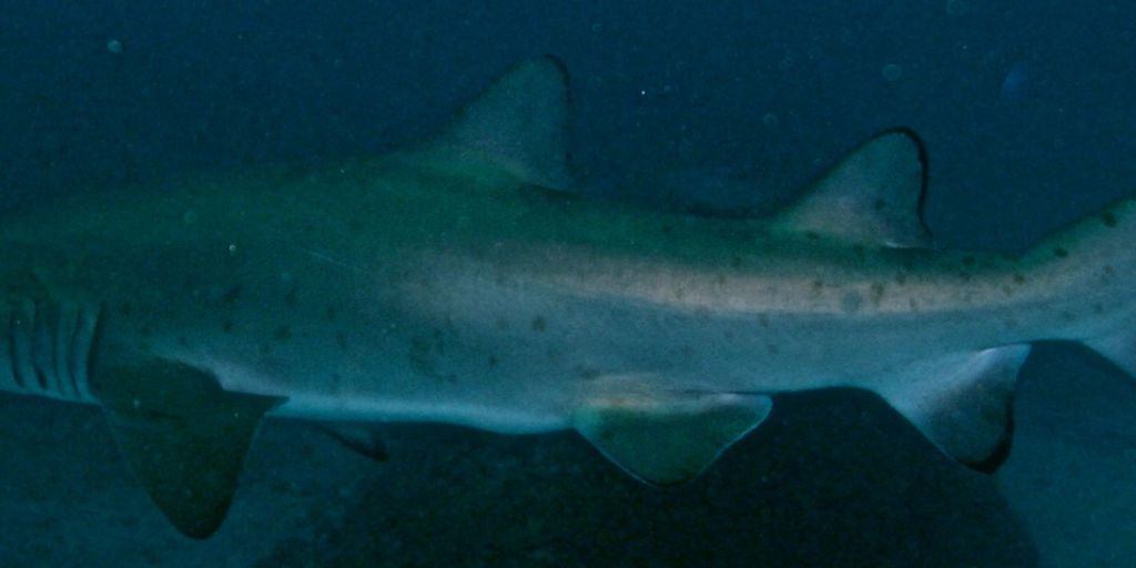 0a9251d1-8ded-4332-8822-e2f9a6e58ce3