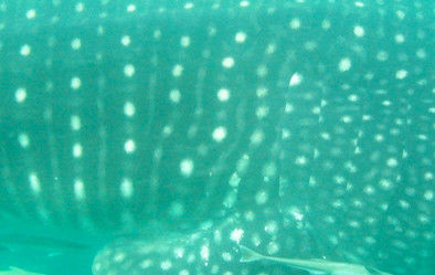 538ca53a-633d-4ecf-8bfe-6b95e863f2bb