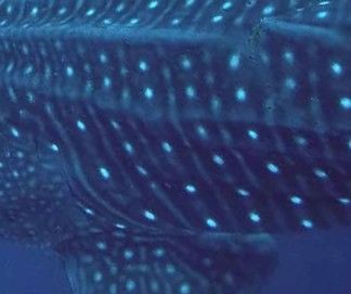 cfafd529-940f-4316-a35b-23511ae9d71a