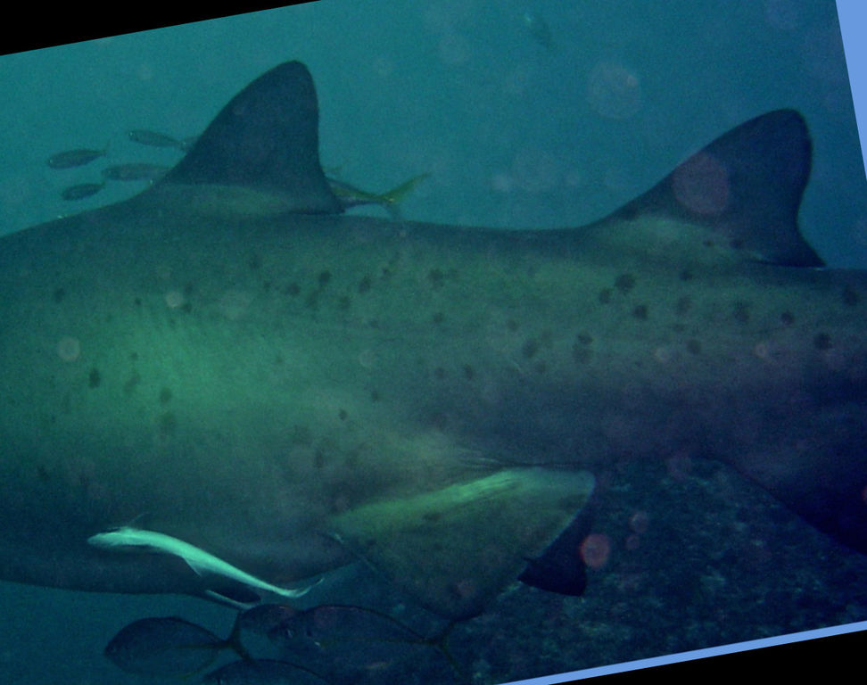 9afdf087-5c58-4724-99f8-4ca225de8477