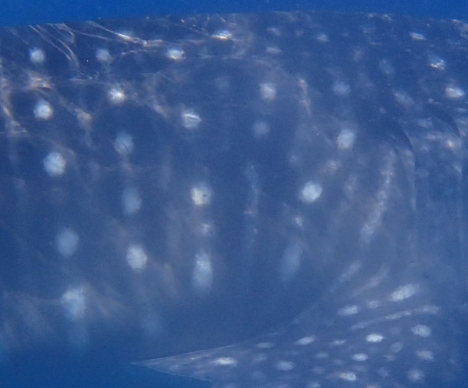 29d54337-ee15-4aeb-87c5-f315e1d35543