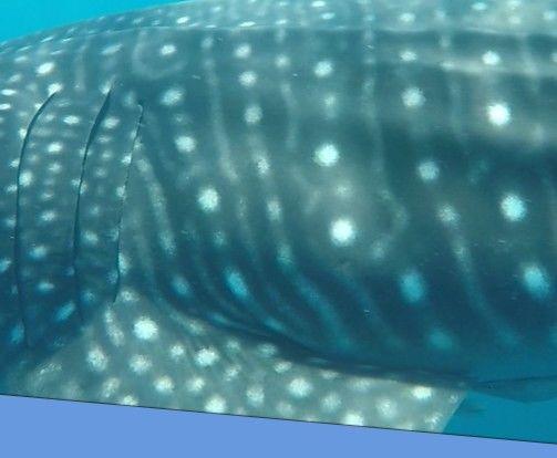 eff23a43-bd8d-4e14-9061-cf5d959a85af