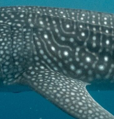 c9bf7e4e-8d5c-431c-b9e6-99a9f3adebae