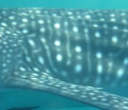 87624d5a-c5fd-4fc3-ae40-b37098d1cf3a