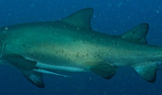 dc1c859f-a268-43c3-8467-6e0ad6b824a3