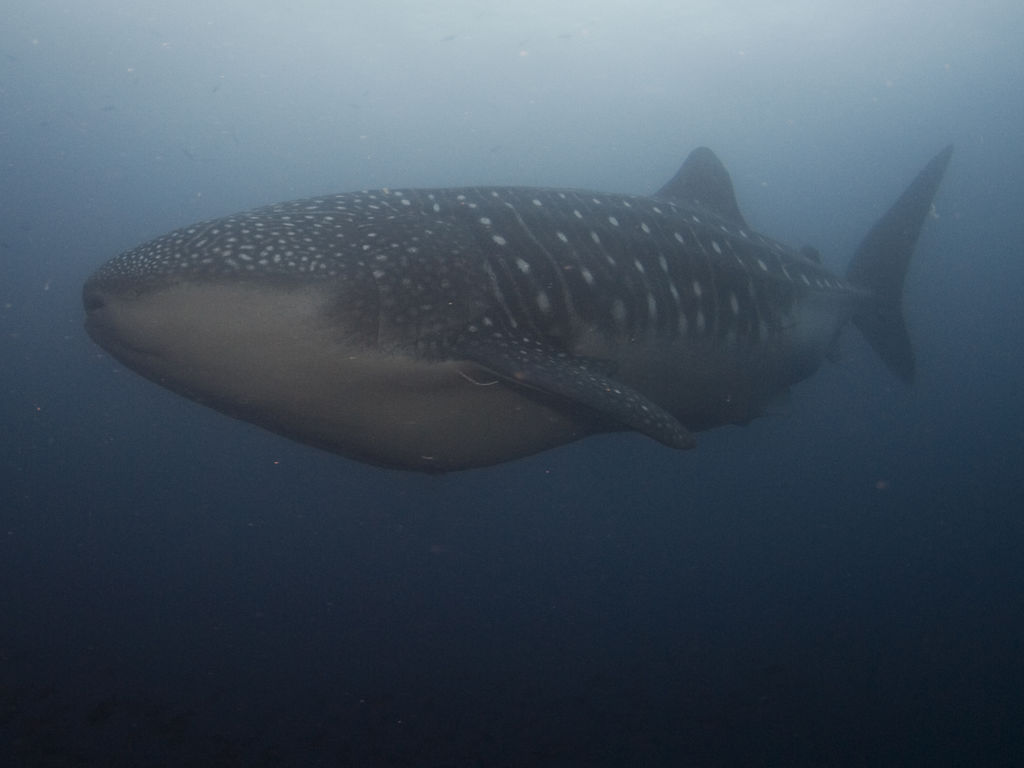 519d6214-3c66-496e-85b9-d809615bee06