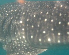 2e1fe955-90dd-4171-b8aa-70d8426a8a51