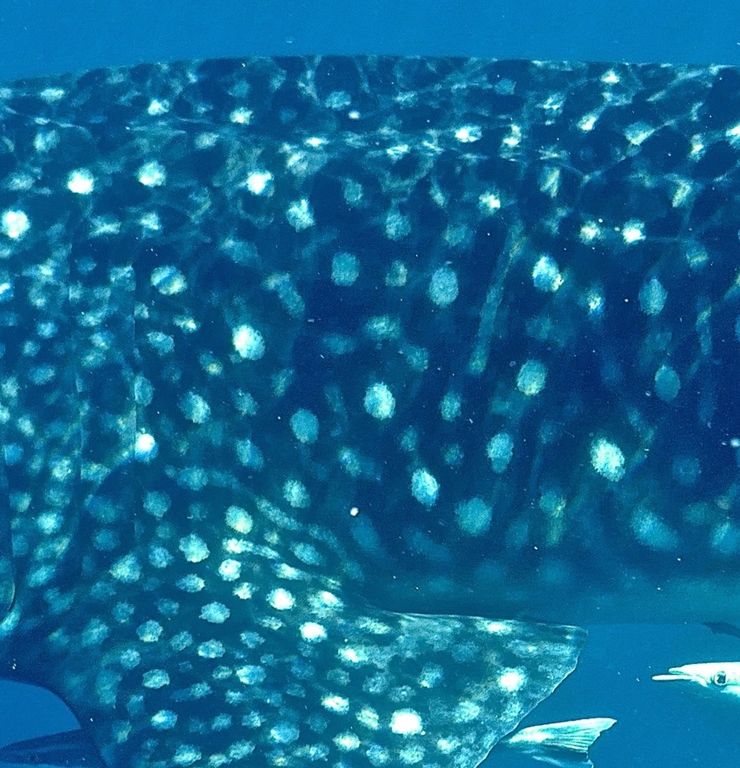 c1c28a67-fe2b-498c-a71f-43e7e0ee7808