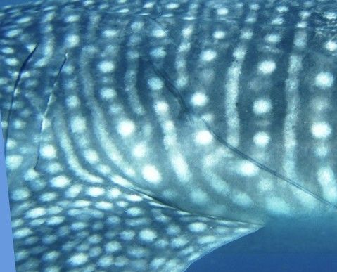 63bf748a-8e44-41f2-b613-0a754f72f684