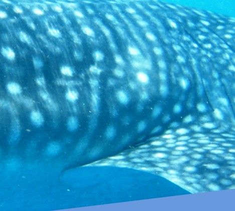 63bf748a-8e44-41f2-b613-0a754f72f684