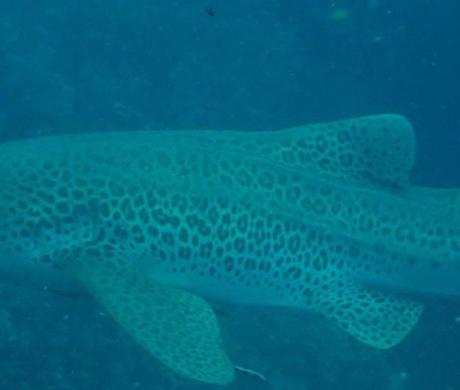 cd1f4dcc-ee51-4094-baa0-a20e7da28074