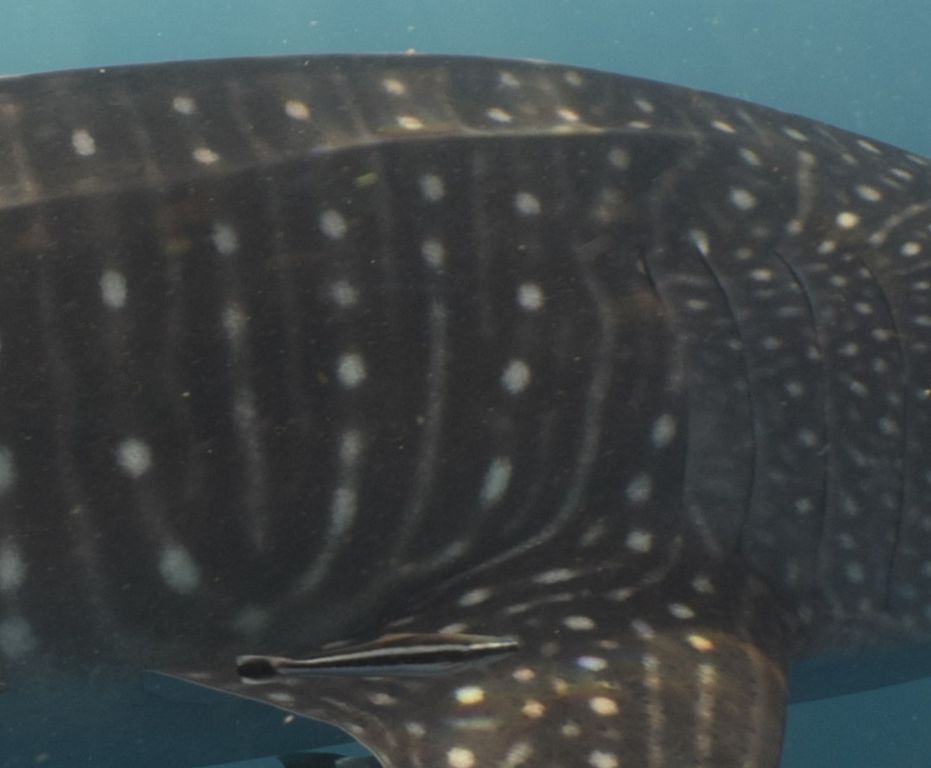 952afc76-adc6-4743-8740-742379c1d6e7